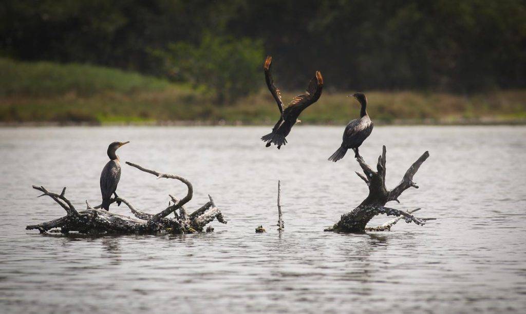 Estero Garrapatas: un ecosistema que contribuye a la reducción de emisiones