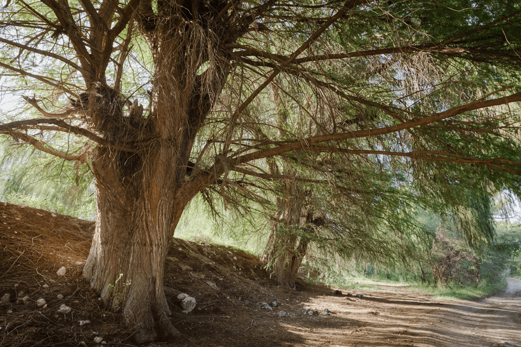 Día mundial del árbol, nuestro compromiso con una especie nacional