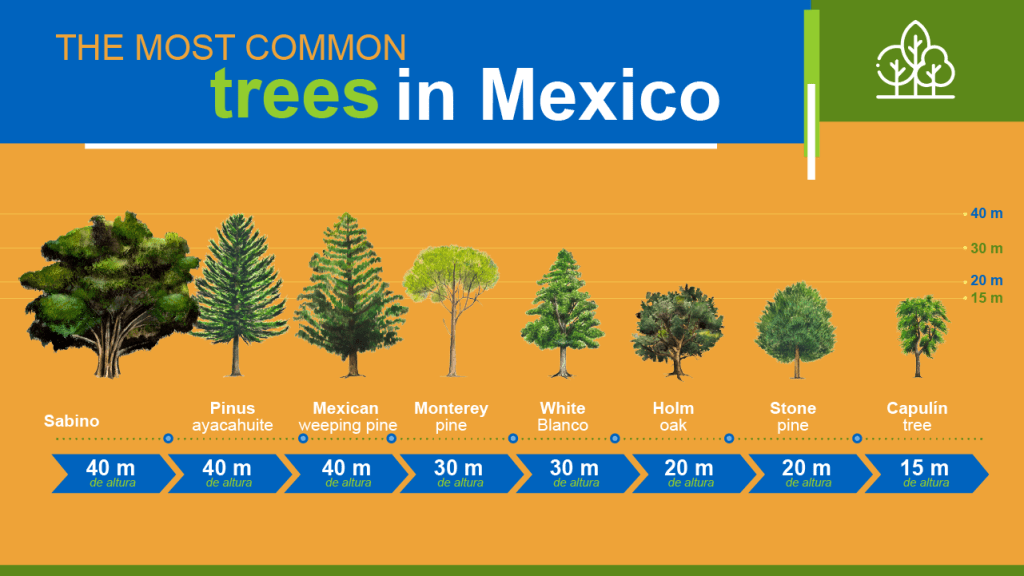Reforestation days more trees for Mexico Iberdrola México
