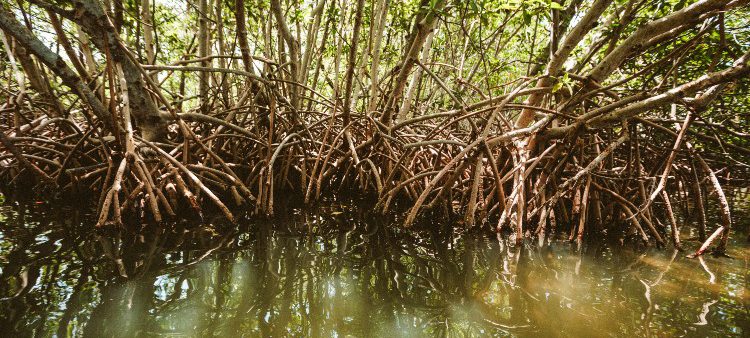 Iberdrola Carbon 2 Nature Campeche-23